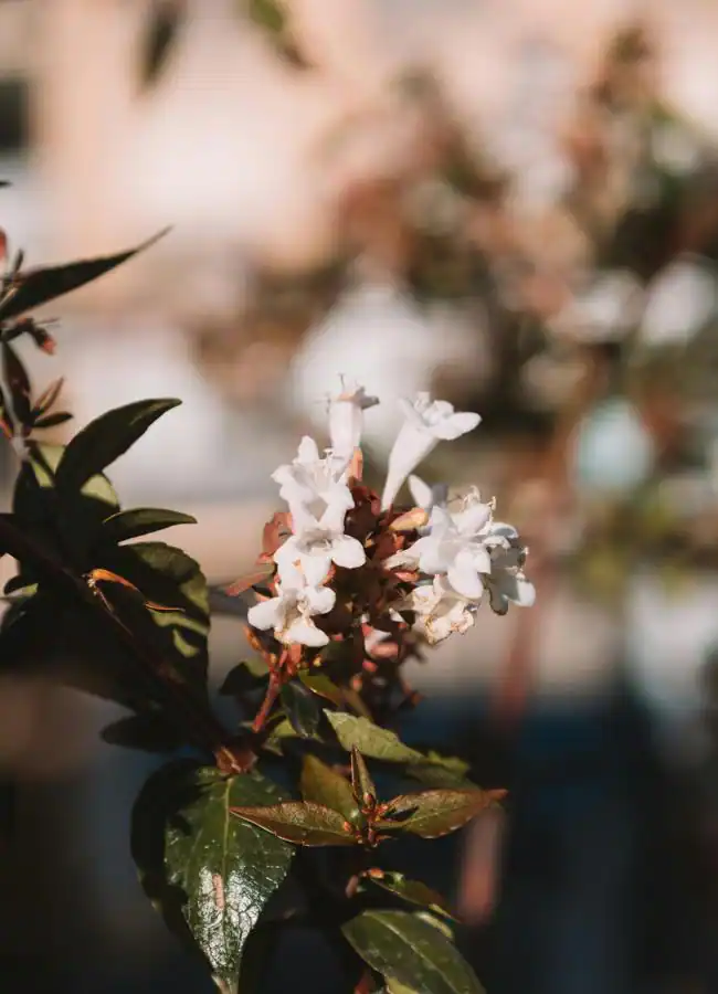 Abelia- Foto: Pexels.