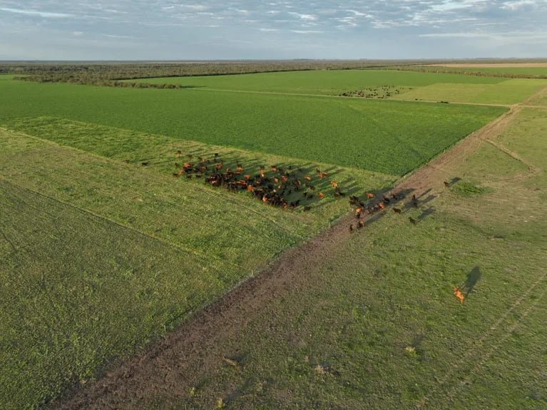 En el establecimiento, combinan ganadería de ciclo completo con cultivos de invierno y verano, alternando trigo, sorgo y soja con verdeo de invierno. (Foto: Expoagro).