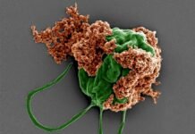 Crean micro robots nadadores que llevan medicamentos directo a los pulmones para combatir tumores metastásicos