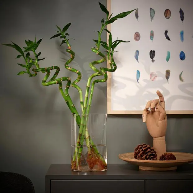 El bambú de la suerte o Dracaena cuesta 2.49 euros en IKEA.