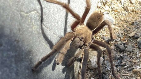 Una tarántula asusta a unos turistas y provoca un choque vehicular en EE.UU.