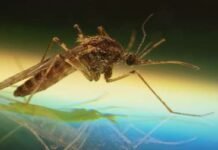 Revelan un inusual medio de transmisión de un virus mortal