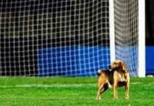 Fernando Gago y Nicolás Figal, blanco de los memes tras la eliminación de Boca ante Vélez en la Copa Argentina