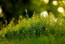 Para el verano: así se hace el fungicida que combate los hongos de las plantas