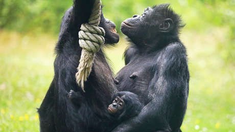 Descubren una capacidad lingüística 'exclusivamente humana' en una especie de simios