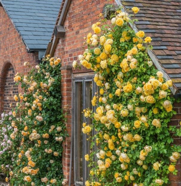 Rosal trepador con rosas amarillas.