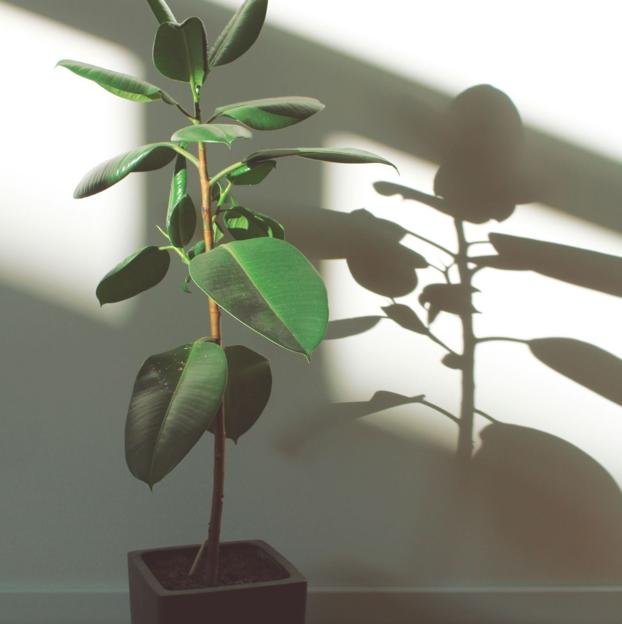 El ficus necesita mucho sol directo.