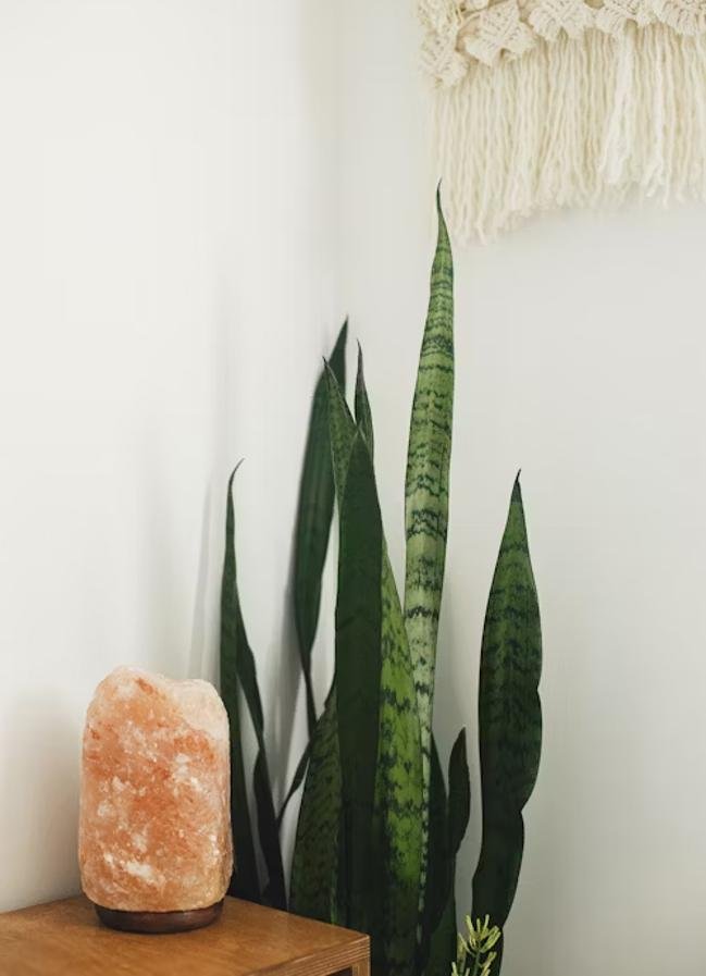 La Lengua de suegra o Sansevieria atrae la buena suerte y purifica el aire. Foto: Unsplash.