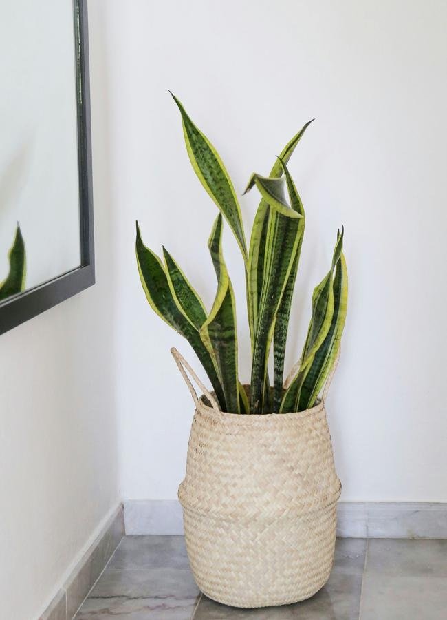 La Lengua de suegra o Sansevieria es muy fácil de cuidar.