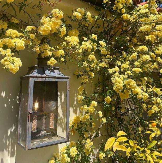 Este es el tipo de rosal trepador que da flores más bonitas que la buganvilla y es más fácil de cuidar que los geranios