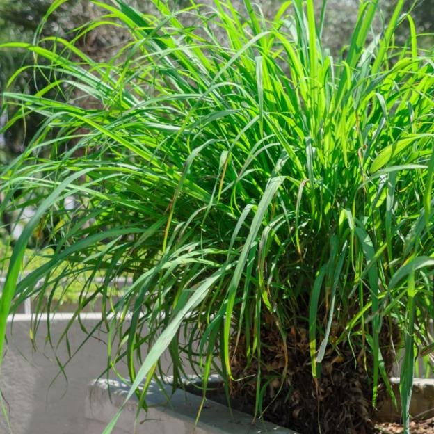 Citronella o hierba de limón, la planta antimosquitos que refresca tu casa y es muy fácil de cuidar