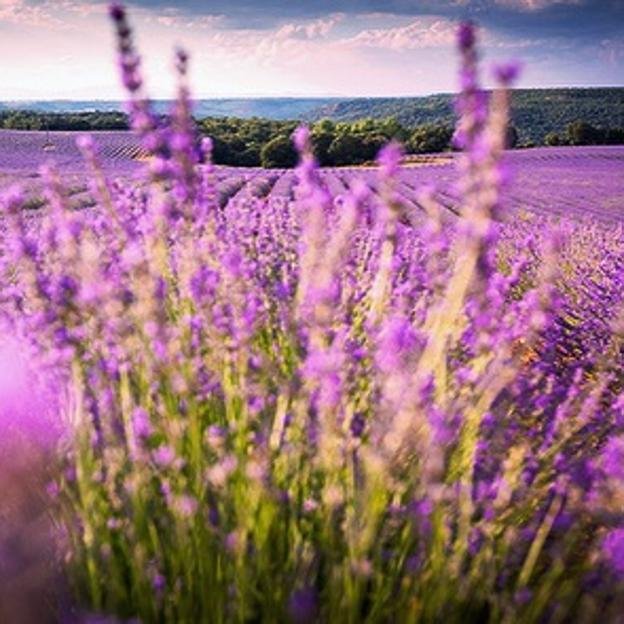 Este pueblo de la Comunidad de Madrid tiene el campo de lavandas a menos de una hora de la capital que nadie conoce