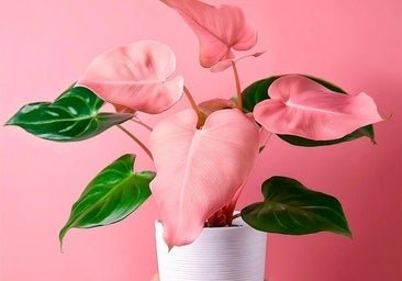 La planta de interior de hojas rosas que te traerá buena suerte en el amor este verano, según el Feng Shui