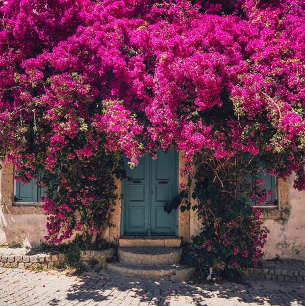 Cómo cuidar las buganvillas para que estén preciosas y con flores todo el año