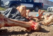 La Municipalidad de Córdoba clausuró un frigorífico que disponía restos cárnicos en la vía pública