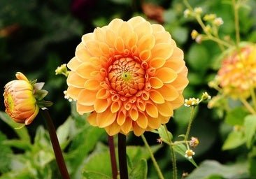 Dalias, las llamativas flores que llenarán de color tu jardín este verano