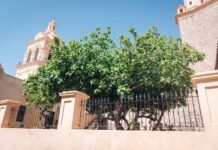 Córdoba ya registra decenas de árboles notables, protegidos y cuidados por la comunidad