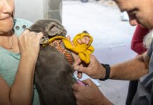 Vacuná contra la rabia a tu animal de compañía: conocé dónde se inmunizará la próxima semana