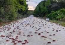 La espectacular invasión de millones de cangrejos en una isla australiana: este es el motivo