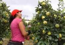 La cosecha del membrillo se reduce a la mitad en Puente Genil