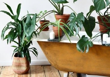 El truco de mi madre para que nuestras plantas de interior no se enteren de que estamos de vacaciones