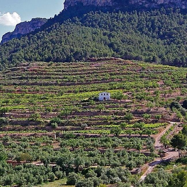 Así es la finca Plantadeta de Celler Sabater, en la DOQ Priorat.