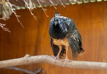 El Parque de la Biodiversidad trabaja en cuatro proyectos de conservación de especies en peligro de extinción