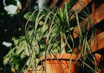 Pata de elefante o árbol de la suerte, una planta elegante y muy fácil de cuidar que atrae la abundancia