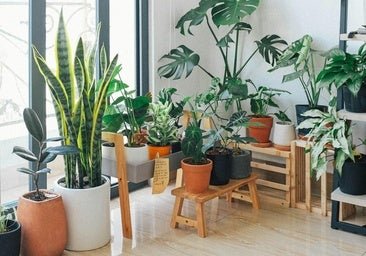 Vuelve a Madrid el mercadillo de plantas a 1 euros que aman las francesas con las casas más bonitas: qué deberías comprar