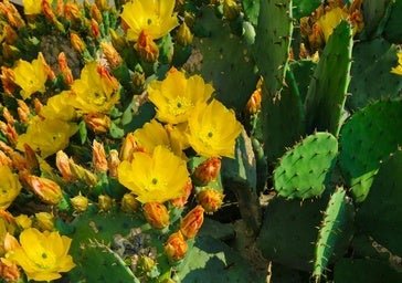 «Todos los cactus pueden florecer»: los consejos de Mercedes García Bravo, fundadora de Desert City y experta en plantas xerofíticas