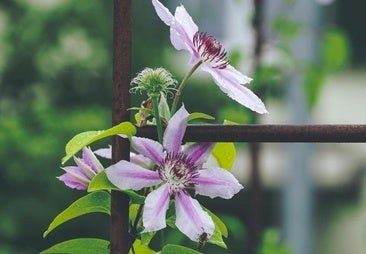 Clematis, la preciosa planta trepadora con flor que es más fácil de cuidar que la buganvilla