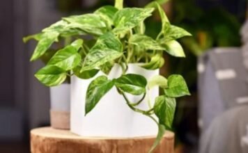 Potus: cómo cuidarlo para que crezca sano y llene de vida tu hogar