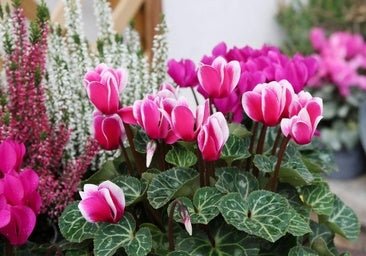 Ciclamen, la planta favorita de mi abuela que desafía al frío y llena tu casa de flores preciosas en invierno