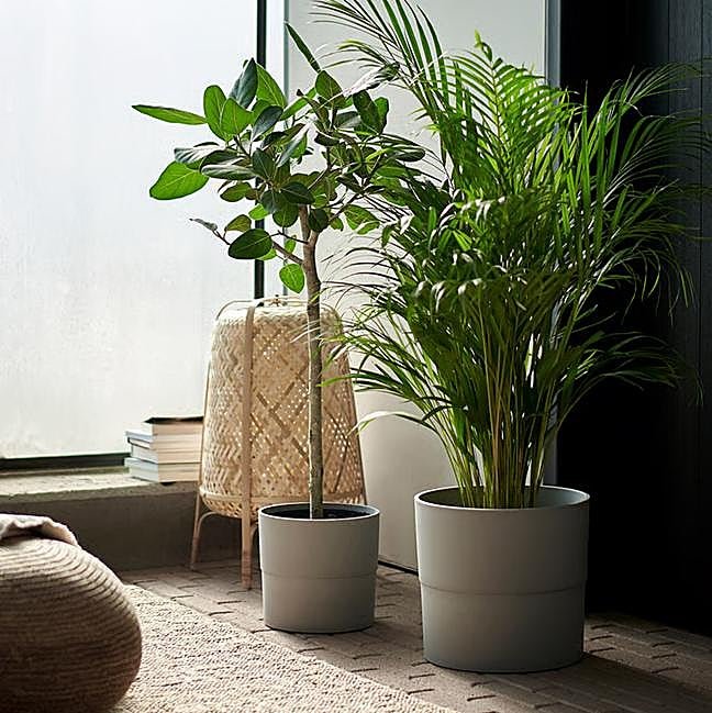 La Areca que se vende en IKEA por 29.99 euros.