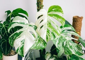 La extravagante planta de hojas blancas que atrae el dinero y la buena suerte y solo tienes que regar tres veces al mes