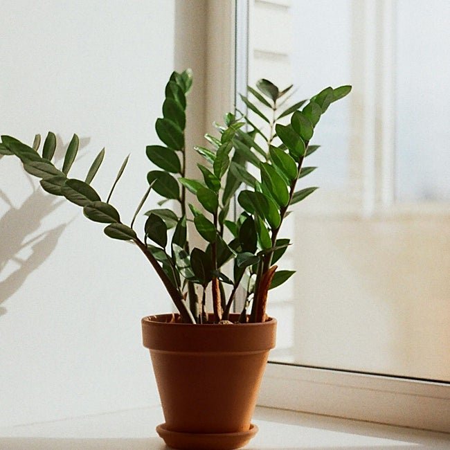 Como almacena agua en sus raíces puedes espaciar sus riegos.
