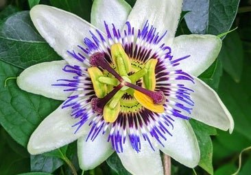 La planta trepadora de flores espectaculares que crece rapidísimo y es más más fácil de cuidar que la buganvilla o el rosal