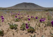 Las plantas madre ‘informan’ a sus semillas de las condiciones climáticas que hallarán tras germinar