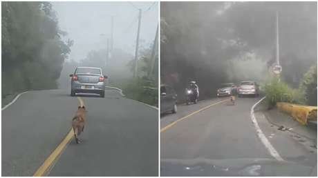 VIDEO ESTREMECEDOR: Perro desesperado persigue el auto que lo dejó tirado en plena vía