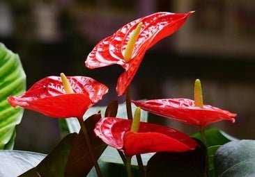 Esta es la exuberante planta del amor con flores en forma de corazón que trae buena suerte y abundancia