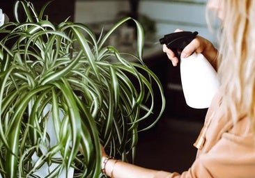 Mi madre dice que esta planta con superpoderes es muy fácil de cuidar y purifica el aire en solo un día
