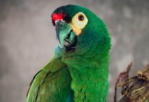 Trasladaron a un loro en peligro crítico de extinción en Argentina a la reserva Puente Verde en Misiones