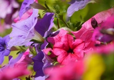 Esta flor de mil colores es más bonita y fácil de cuidar que los geranios: si la plantas en abril, estará espectacular todo el verano