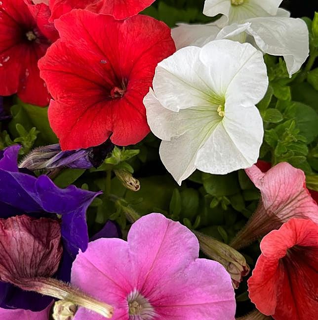 Petunias de colores variados.