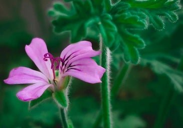 Esta planta funciona mejor que cualquier ambientador: da buen olor en toda la casa y ahuyenta los mosquitos
