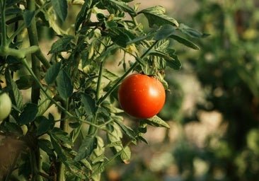 Por qué deberías plantar ya tomates en tu terraza o jardín: son muy fáciles de cuidar, huelen de maravilla y mejoran tu salud