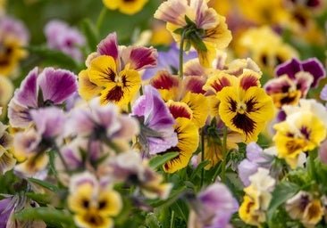 Estas son las flores multicolores que se plantan en los jardines más elegantes: tienen un significado precioso