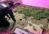 Detienen a una pareja que usaba una ONG cannábica para vender marihuana en Alicia
