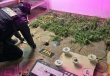 Detienen a una pareja que usaba una ONG cannábica para vender marihuana en Alicia
