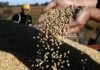 “Todavía el uso de tecnología en fertilización es bajo» en función de cerrar la brecha de rendimiento en soja